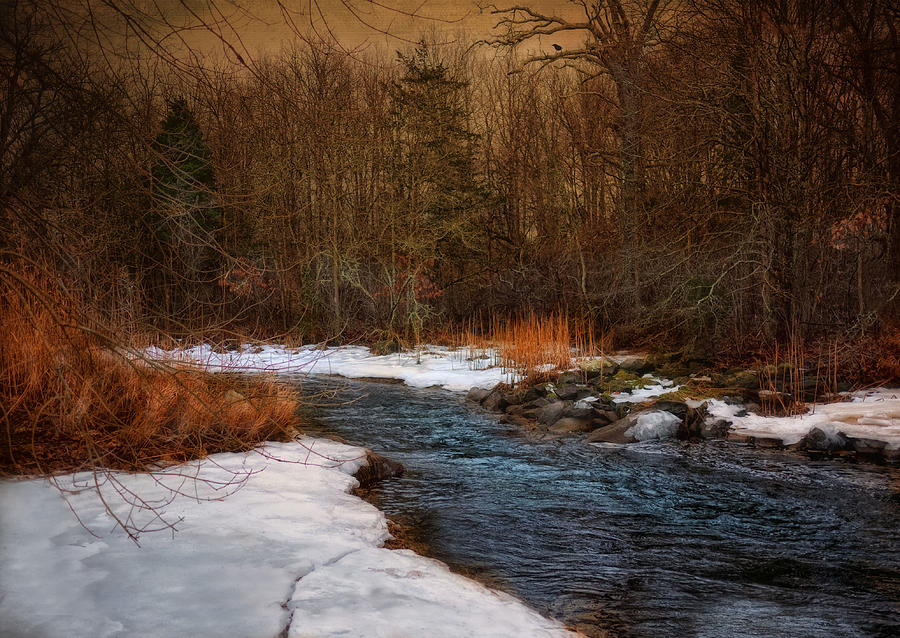 Winter Photograph - Silent Witness by Robin-Lee Vieira