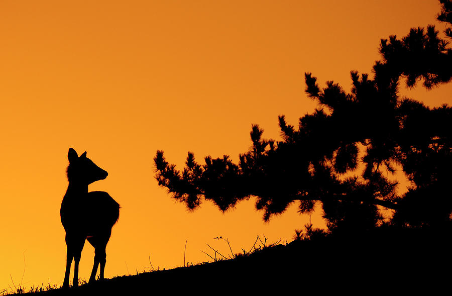 Silhouette Deer Photograph by Onejoshuatree
