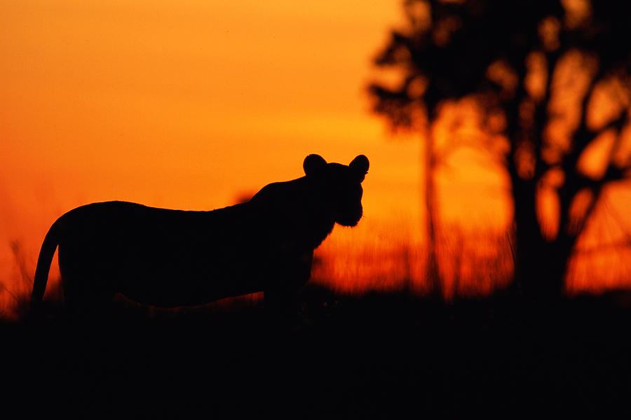 Silhouette Of A Lioness Photograph by Beverly Joubert