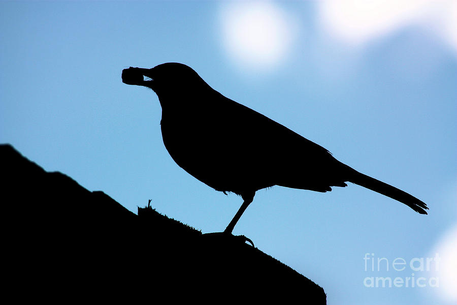 Silhouette of blackbird Photograph by Simon Bratt