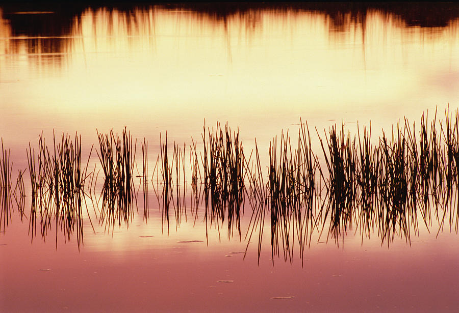 Silhouette Of Grass Against Reflection Photograph by Gerry Ellis