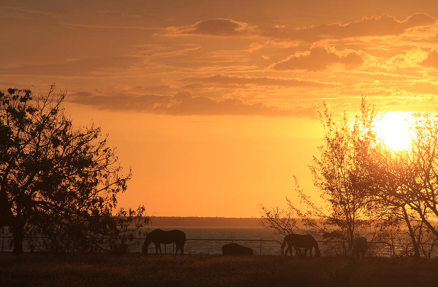 Silhouette of Horses in the Sunset Photograph by Douglas Barnard