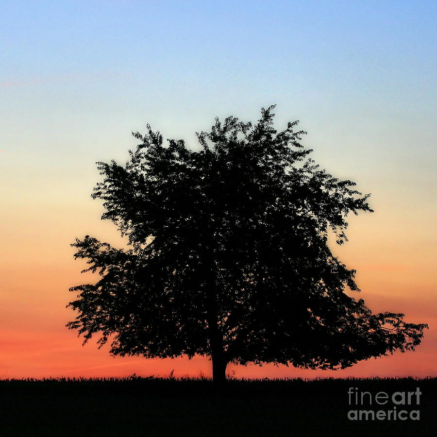 Make People Happy  Square Photograph of Tree Silhouette Against a Colorful Summer Sky Photograph by Angela Rath