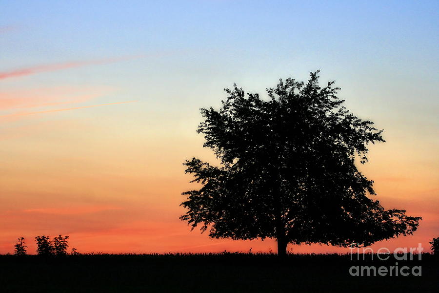 Make People Happy - Photograph of Tree Silhouette Against a Colorful Summer Sky Photograph by Angela Rath