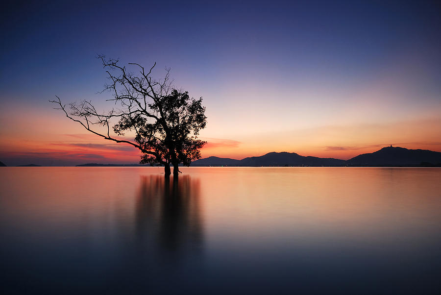 Sunset Photograph - Silhouette of trees by Teerapat Pattanasoponpong