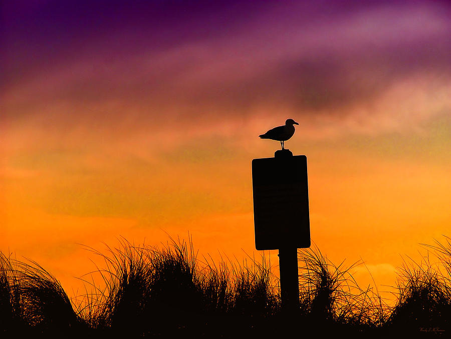 Silhouette Seagull Photograph by Wendy McKennon