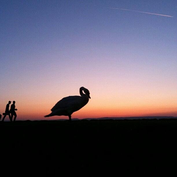 Swan Photograph - #silhouette #silhouettes #giant #swan by Kevin Zoller