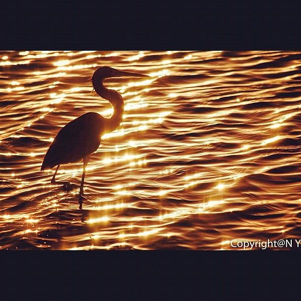 Egret Photograph - #silhouette #sun #sunset #reflection by Naveen Yellappa