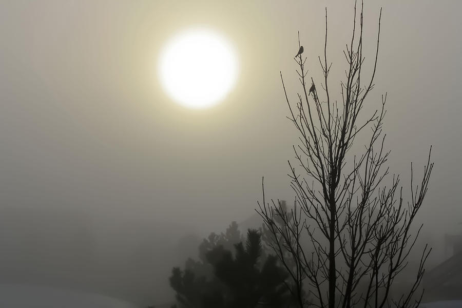 Silhouetted Birds In The Fog Photograph by Barbara Dean