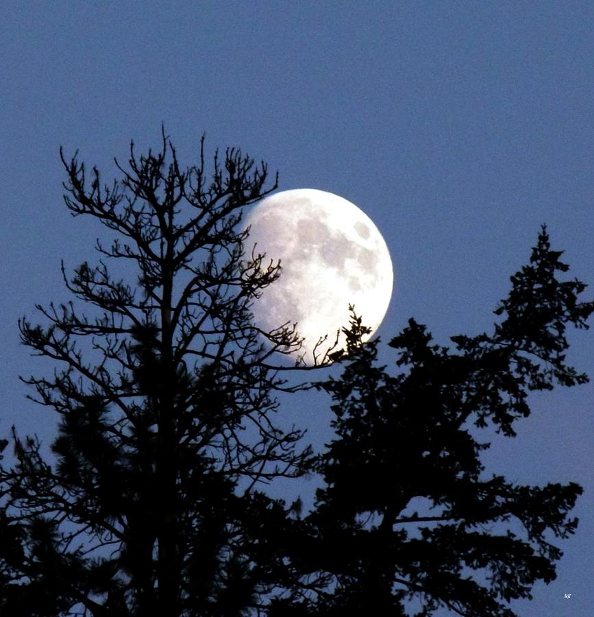 Tree Photograph - Silhouetted By The Moon by Will Borden
