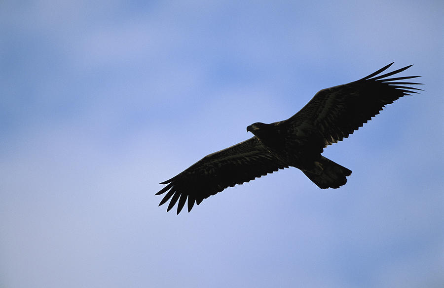 Silhouetted Golden Eagle In Flight