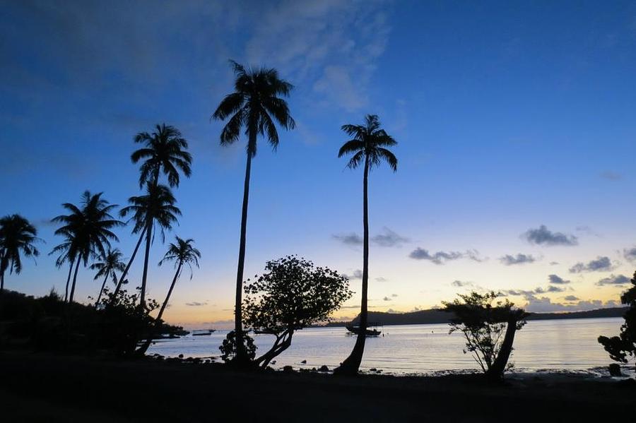 Sunset Photograph - Silhouetted Palms by Ashley Macinnis