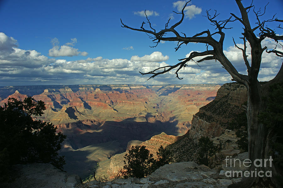 Silhouetted Tree in The Grand Canyon Photograph by Randy Harris