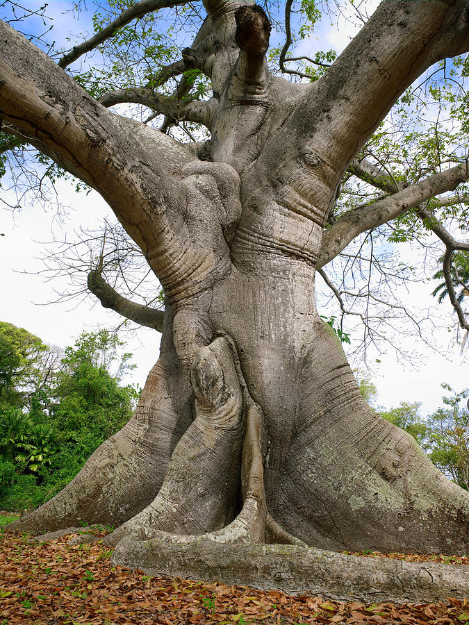 Silk Cotton Tree Photograph By Mike Toy