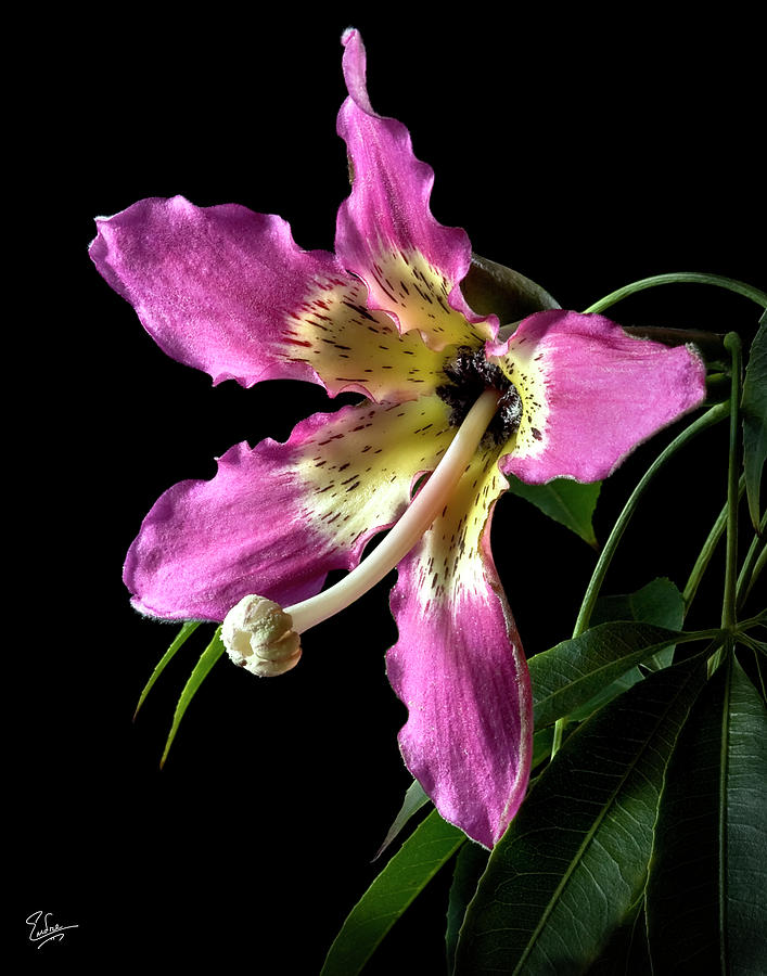 Silk Flower Photograph by Endre Balogh