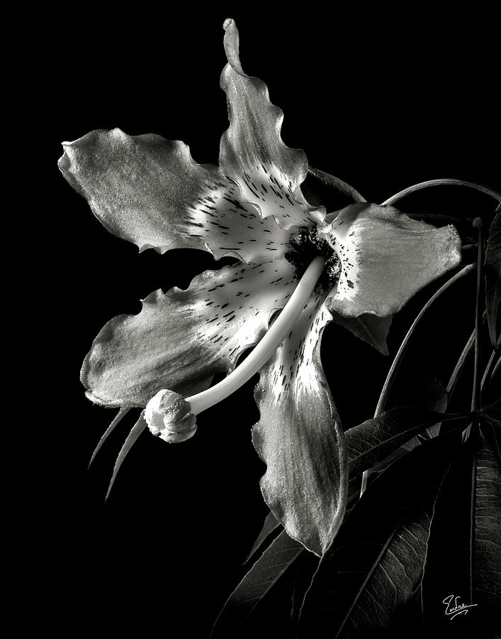 Silk Flower in Black and White Photograph by Endre Balogh