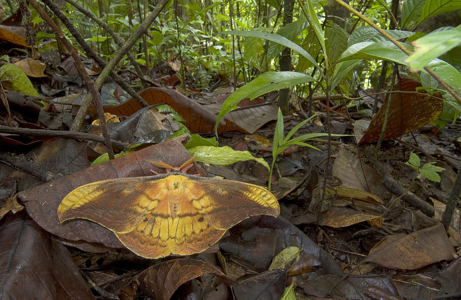 Silk Moth Amid Leaf Litter Costa Rica Photograph by Piotr Naskrecki
