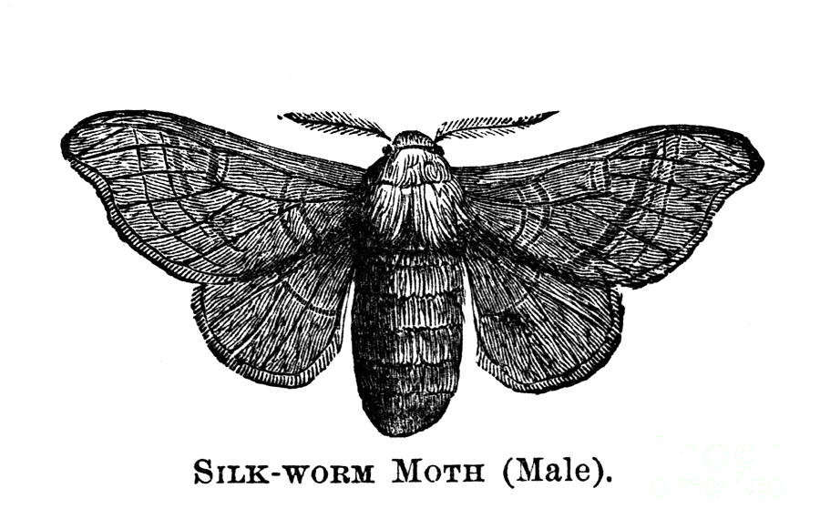 Silkworm Moth Photograph by Granger