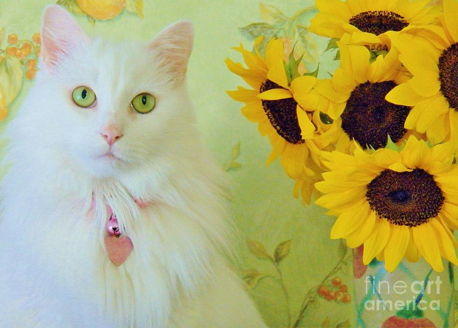 Silky and the Sunflowers Photograph by Judy Via-Wolff