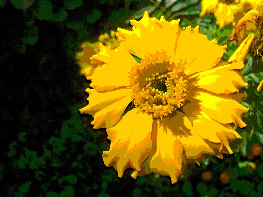 Nature Photograph - Silky Marigold by Padre Art