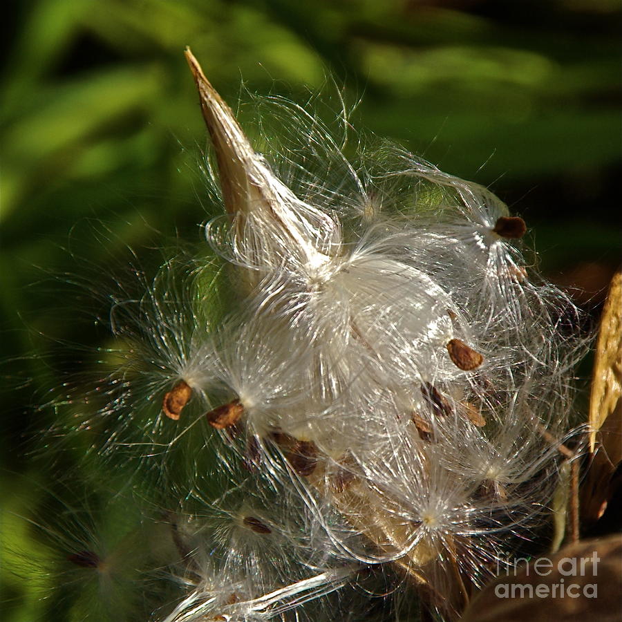 Silky Milkweed Photograph by Byron Varvarigos