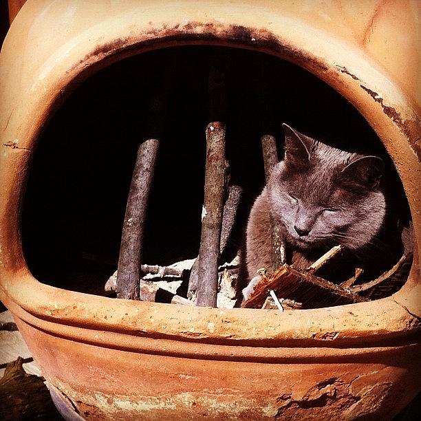 Nature Photograph - Silly Cat Youre Not Firewood by Sara Lovelace