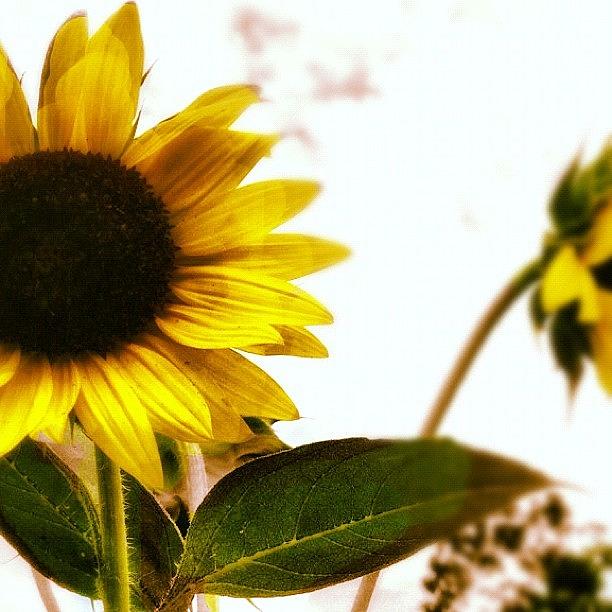 Sunflower Photograph - Silly Sunflower. #flower #flowers by Molly Slater Jones