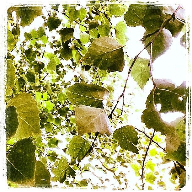 Tree Photograph - Silver Birch Leaves #tree #green #ipad by Andy Hill