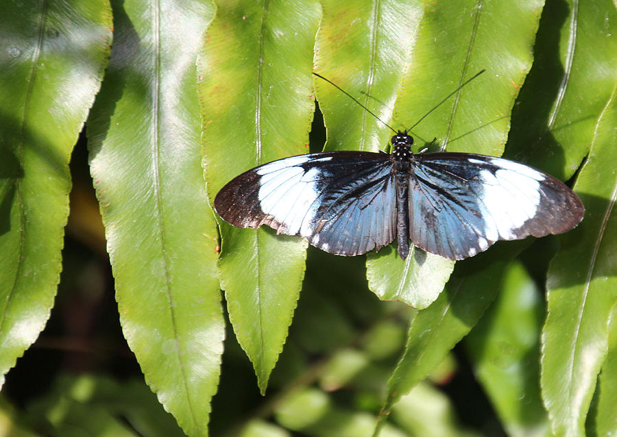 Silver Blue Butterfly Photograph by Rosalie Scanlon