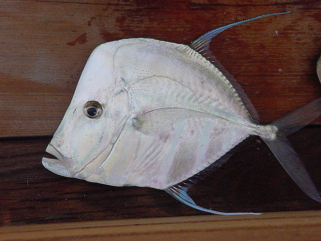 Silver Dollar Fish Photograph by Val Oconnor