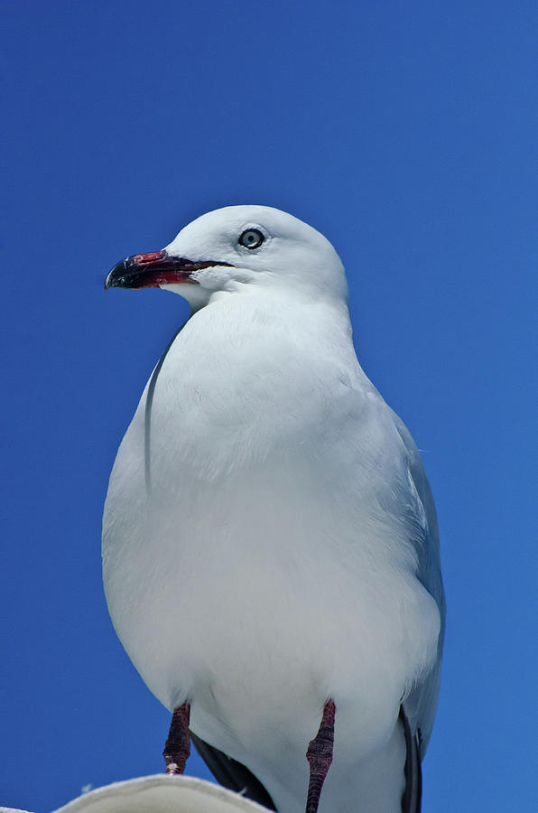 Silver Gull-2 Photograph by Harry Strharsky