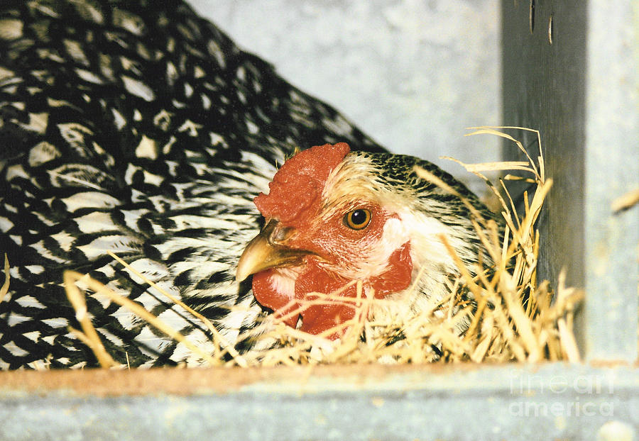 Silver Laced Wyandotte Hen Photograph by Renee Trenholm