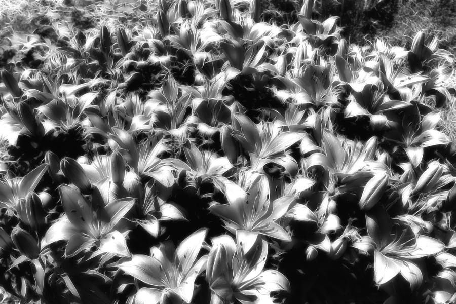 Silver Lilies Photograph by Bill and Linda Tiepelman