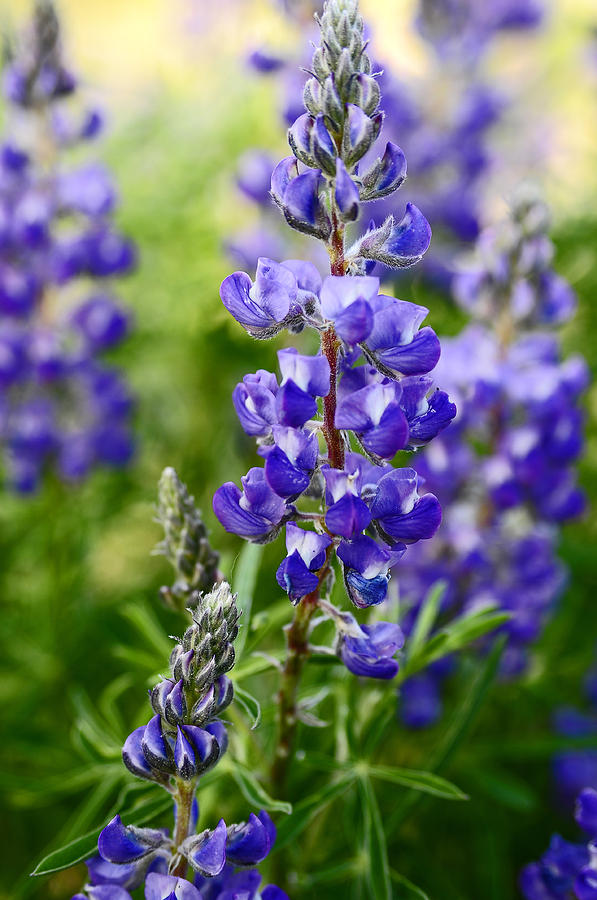 Silver Lupine Colorado Mountain Meadow Photograph by The Forests Edge ...