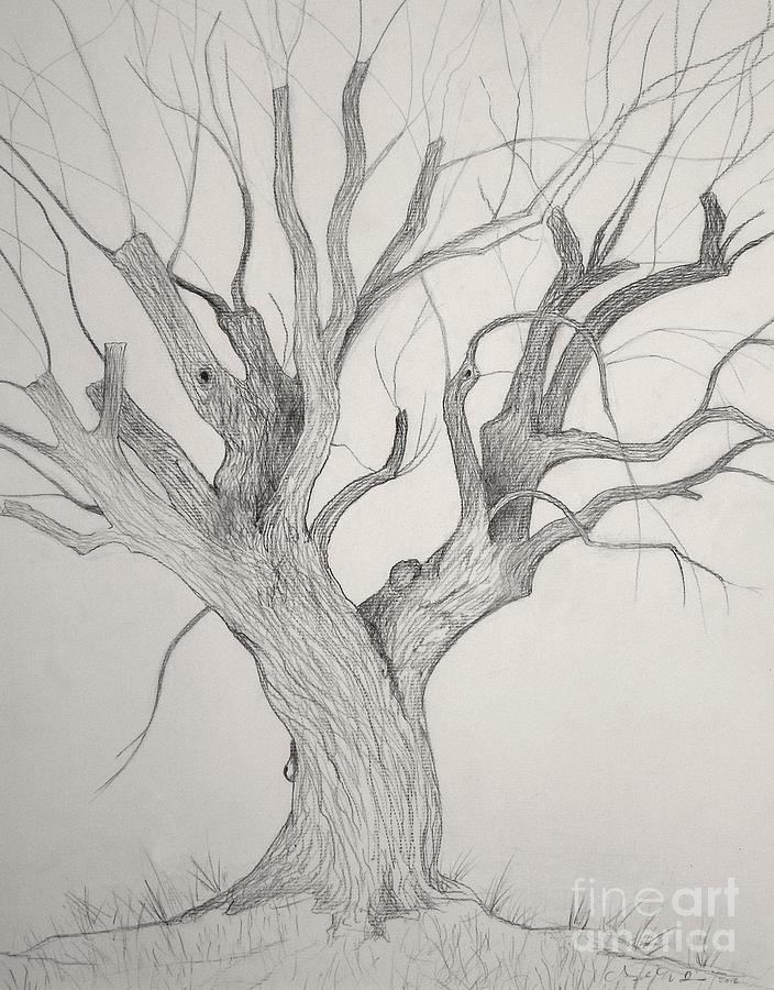 Silver Maple Drawing by Jackie Irwin