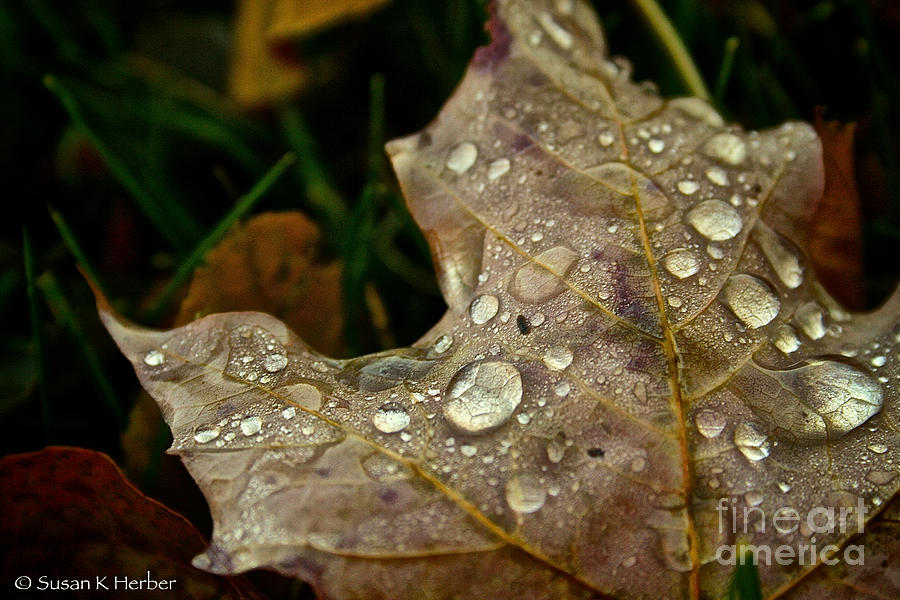 Fall Photograph - Silver Maple Rain by Susan Herber