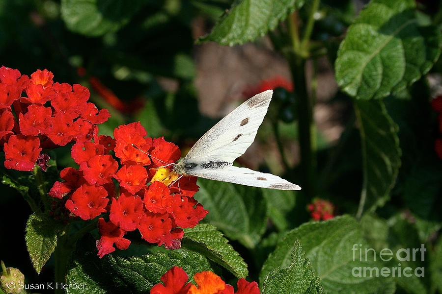 Silver Moth Photograph by Susan Herber