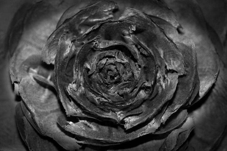 Silver Pine Cone Rose Photograph by Tracie Schiebel