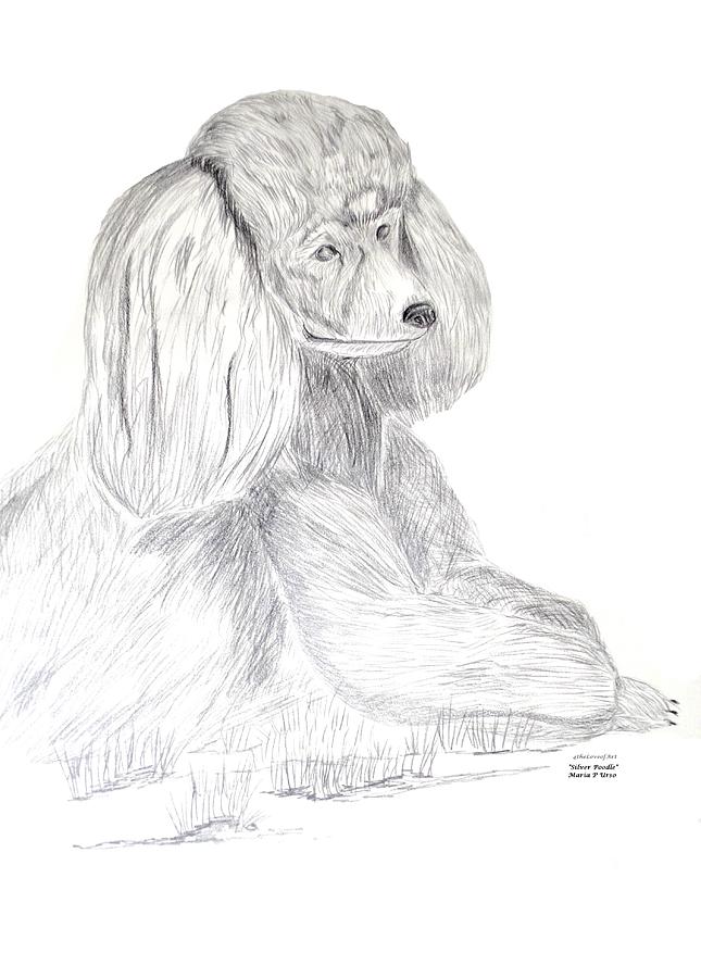 Silver Poodle Drawing by Maria Urso