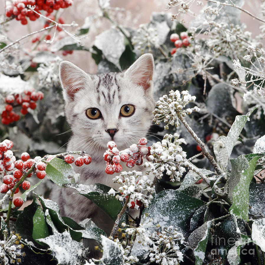 Animal Photograph - Silver Spotted Kitten by Jane Burton