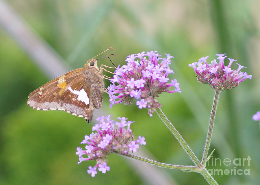 Silver-spotted Skipper and Verbena Photograph by Robert E Alter Reflections of Infinity