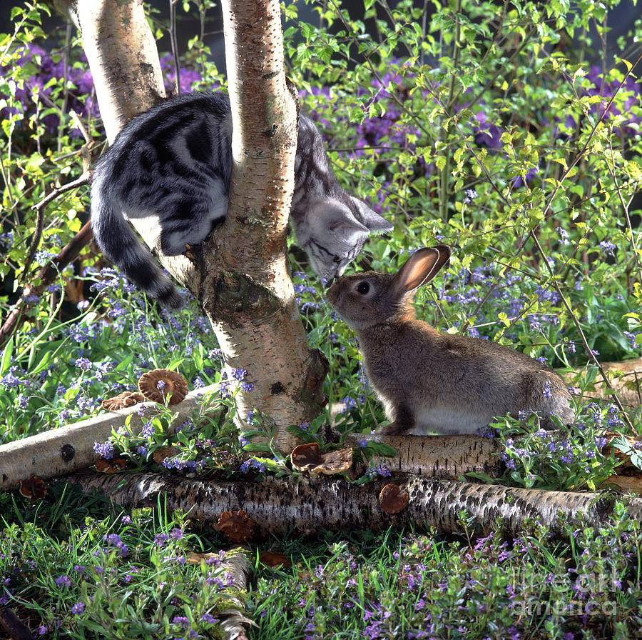 Silver Tabby And Wild Rabbit Photograph by Jane Burton