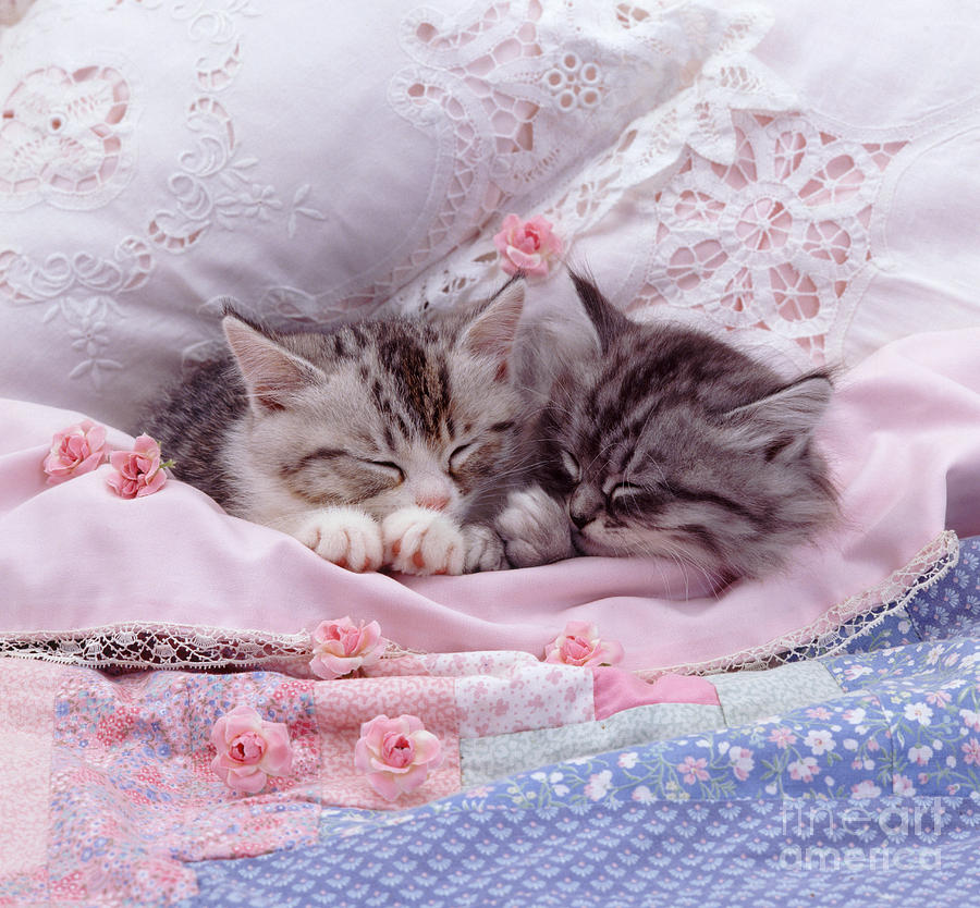 Animal Photograph - Silver Tabby Kittens by Jane Burton
