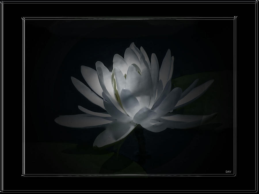 Silver Touch Lily Photograph by Debra     Vatalaro