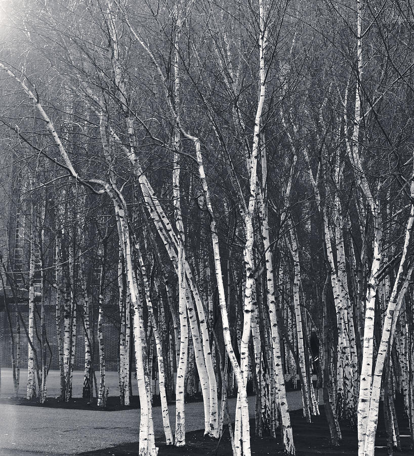 Silver Trees Photograph by Lenny Carter