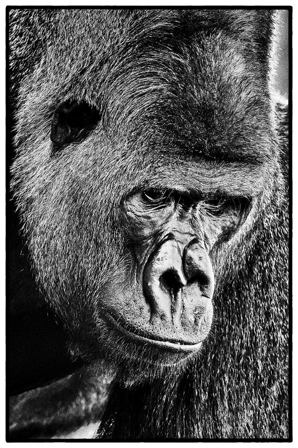 Silverback Gorilla Photograph by Perla Copernik