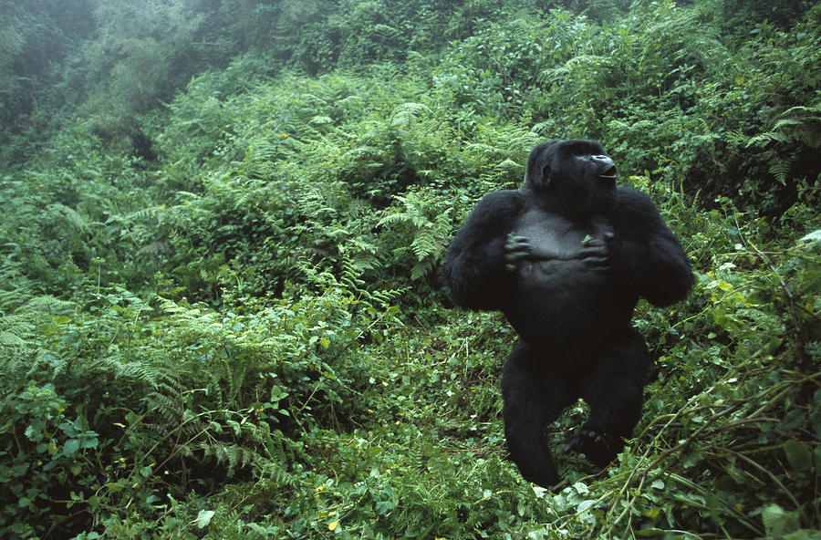 Silverback Mountain Gorilla Displaying Photograph by Cyril Ruoso