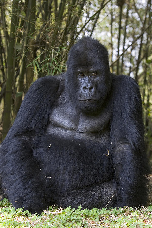 Silverback Mountain Gorilla Rwanda Photograph by Suzi Eszterhas
