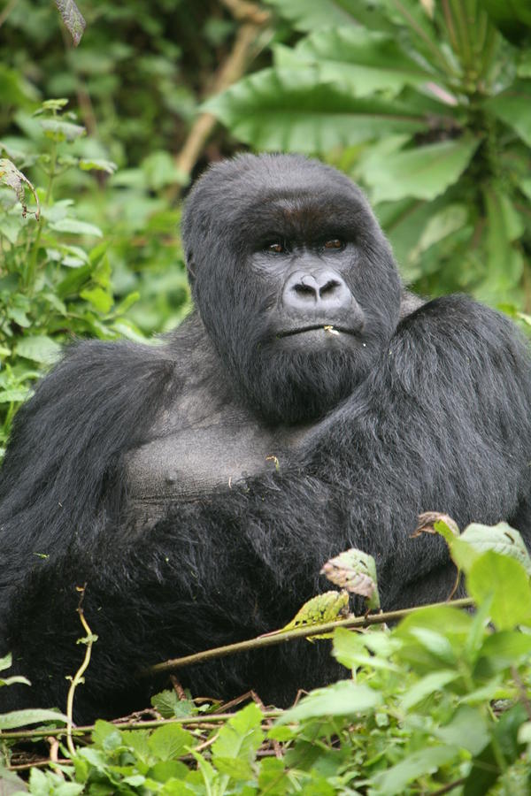 Silverback On Watch Photograph by Bruce J Robinson - Fine Art America