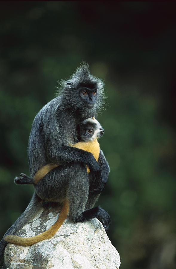 Silvered Leaf Monkey And Baby Photograph by Cyril Ruoso